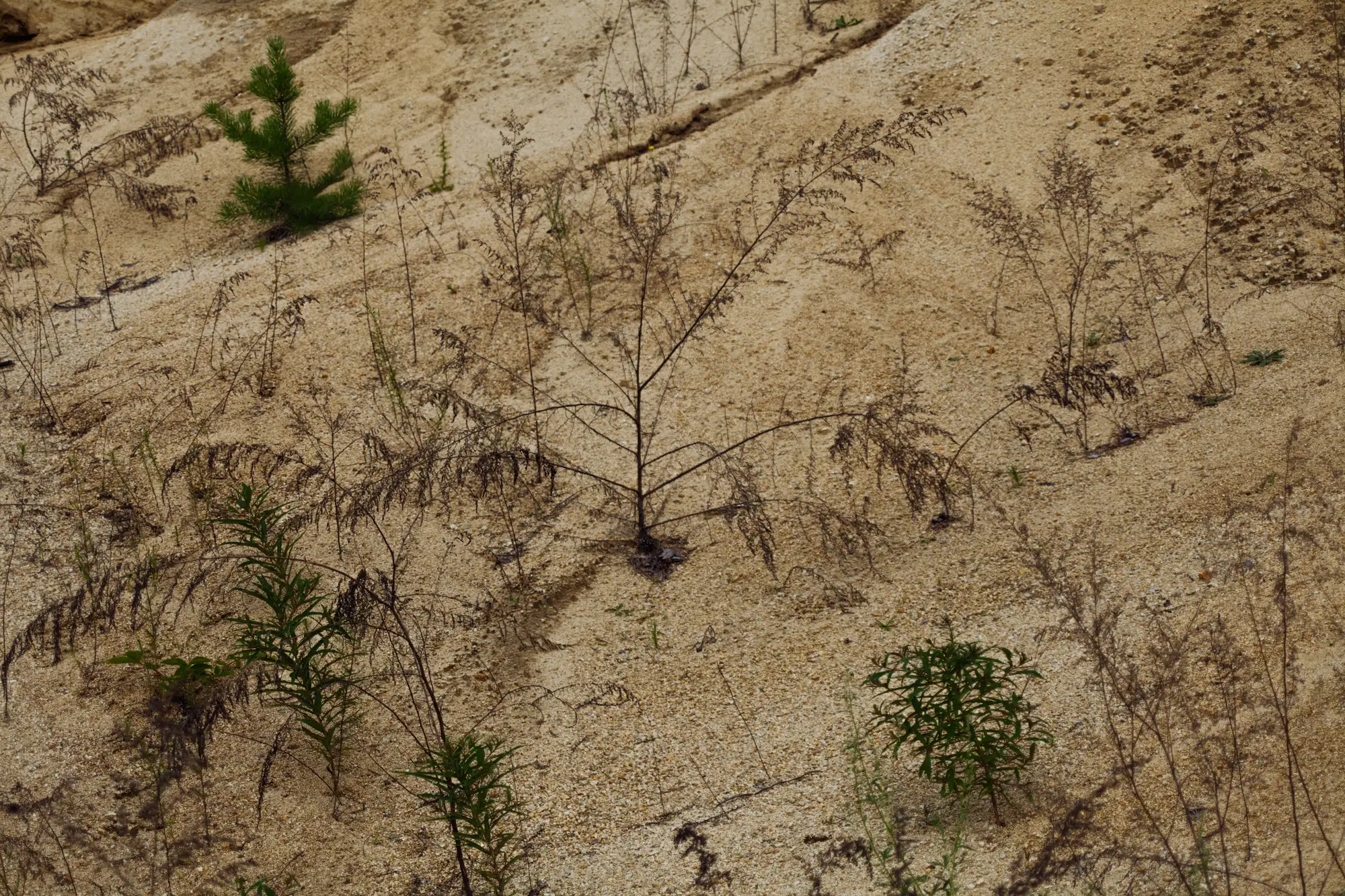 Young pine seedlings and dry stems scattered across a bare, sandy slope